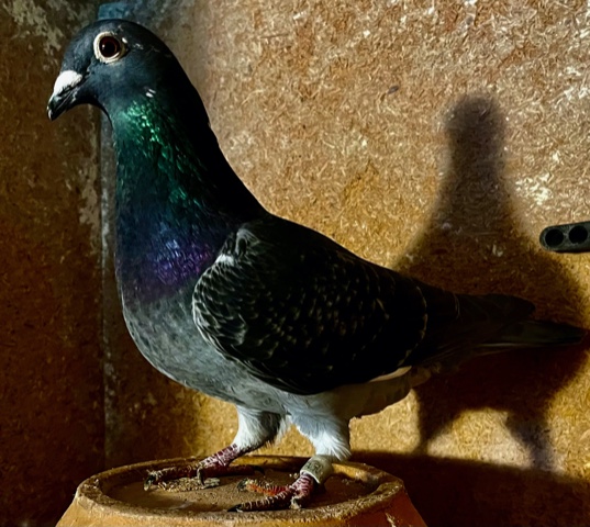 N° 13 : Georges LAUGEL de GOERSDORF