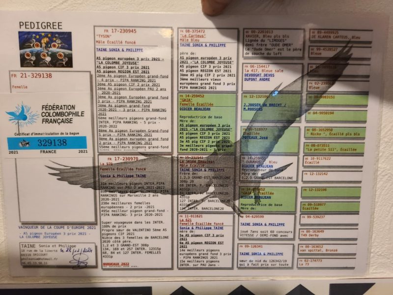 Lenoir pédigrée de la maman