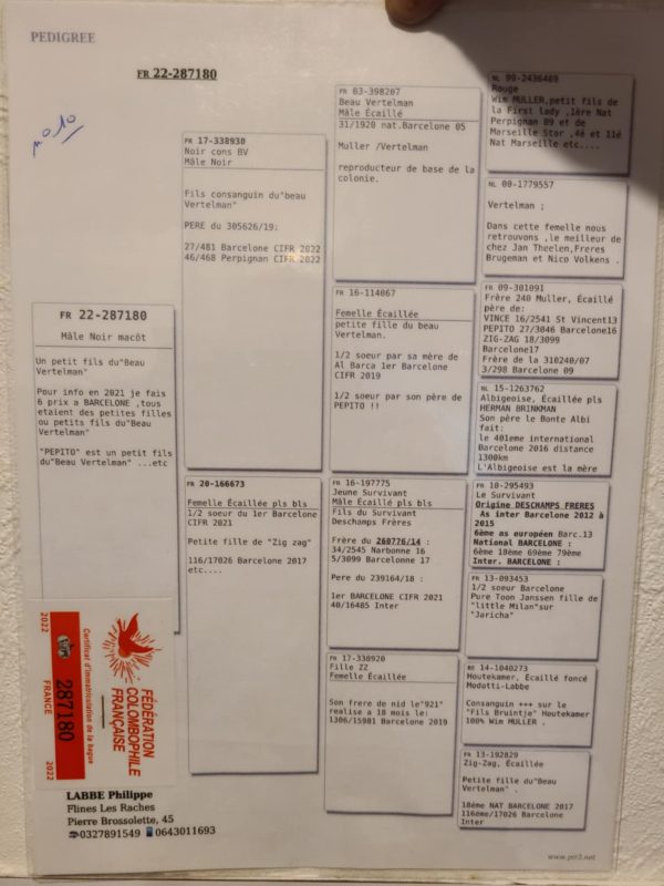 Lenoir pédigrée du papa