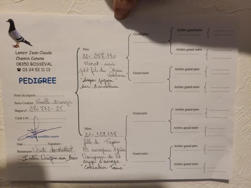 Lenoir pédigrée jeune lenoir