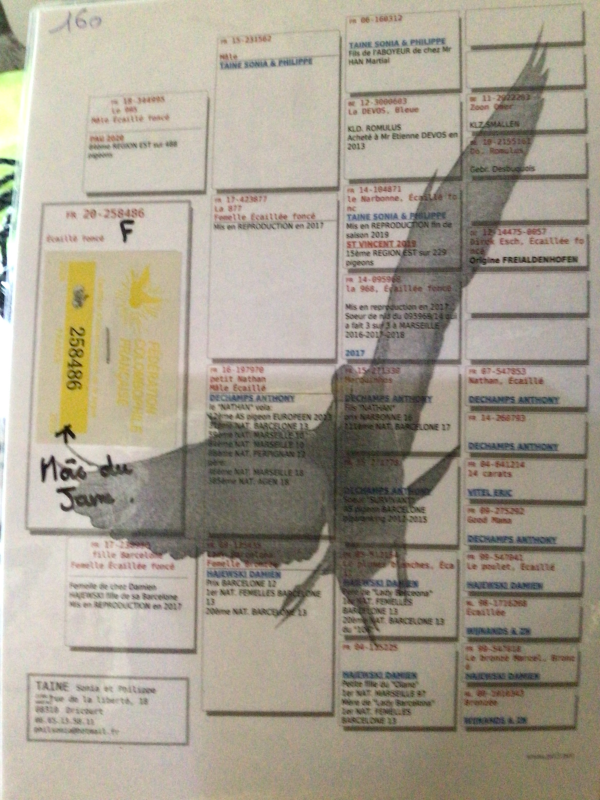 Lienard mère du jeune