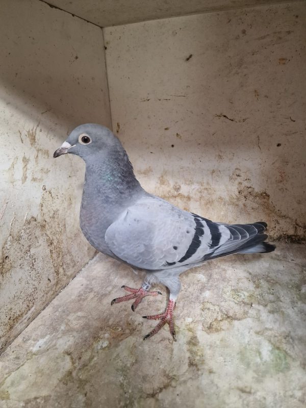 N° 25 : WOELTZ DOMINIQUE DE REIPERSWILLER