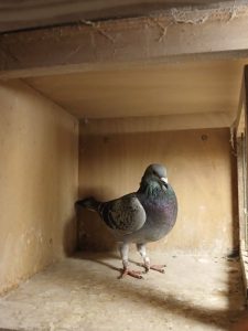 N° 24 : WOLTER BERNARD DE OBERHOFFEN /MODER