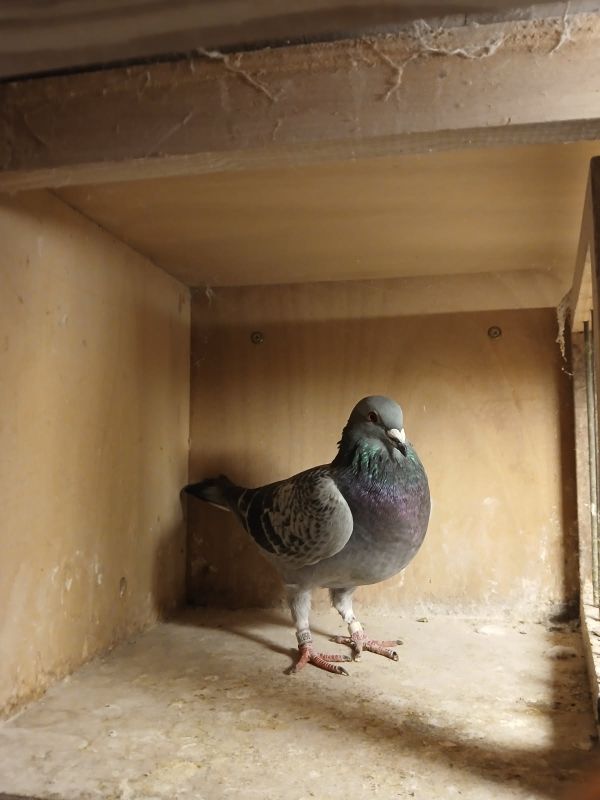 N° 24 : WOLTER BERNARD DE OBERHOFFEN /MODER