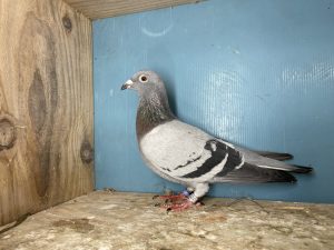 N° 8 : 25-111835 Femelle Fille 24eme Loft PIRATE