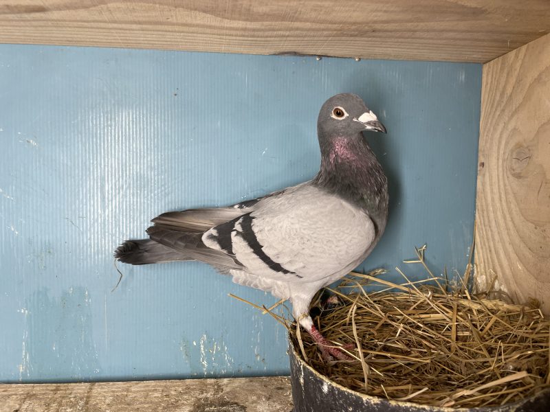 N° 1 : 25-321327 Mâle VANDENABEELE x EDU, Fils 3eme Finale LOFT PIRATE