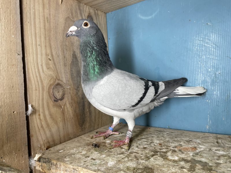 N° 5 : 25-321387 Mâle Fils 7eme AS Pigeon et 15eme Finale LOFT PIRATE