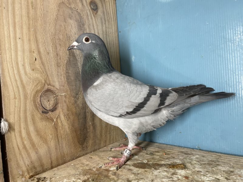 N° 4 : 25-342330 Femelle Fille 9eme Finale LOFT PIRATE x Top OLR Allemands