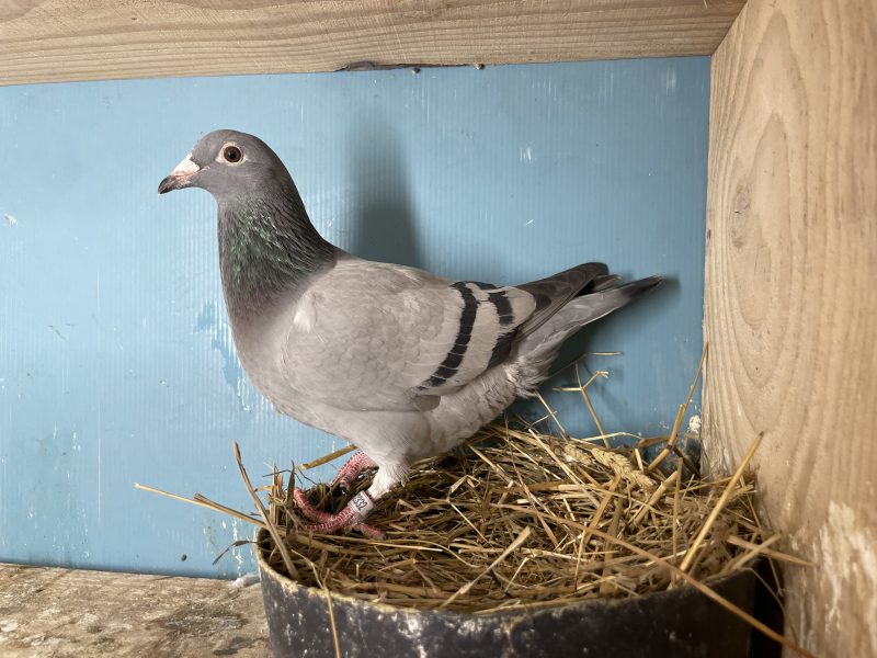 N° 2 : 25-342332 Femelle Nièce 5eme AS Pigeon et 6eme Finale LOFT PIRATE