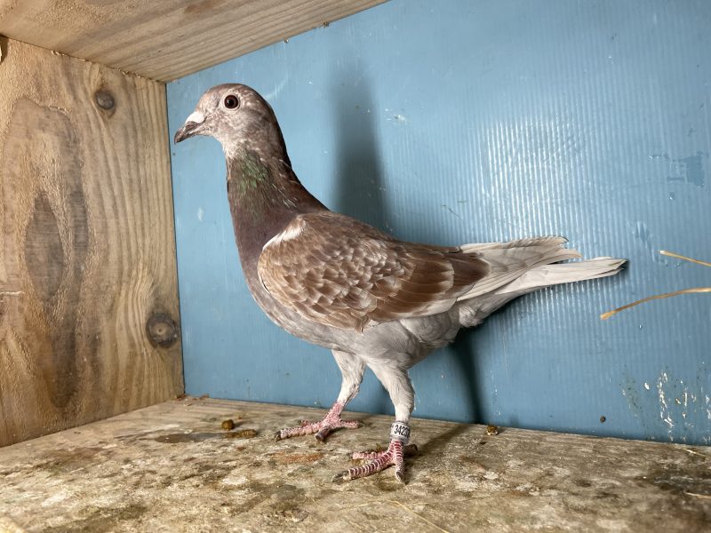 N° 3 : 25-342334 Mâle Gino CLICQUE x Demi Sœur 34eme Finale LOFT PIRATE