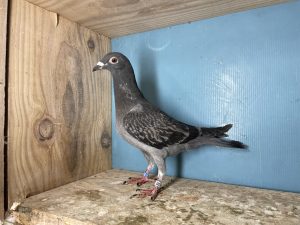 N° 7 : 25-342354 Mâle Fils AS Demi Fond et Super AS x Robert BEN