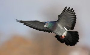 N° 4 : BEHIH FARES 51100 REIMS