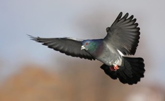 N° 28 : MAGNIER MARCEL  02210 ROCOURT-SAINT-MARTIN