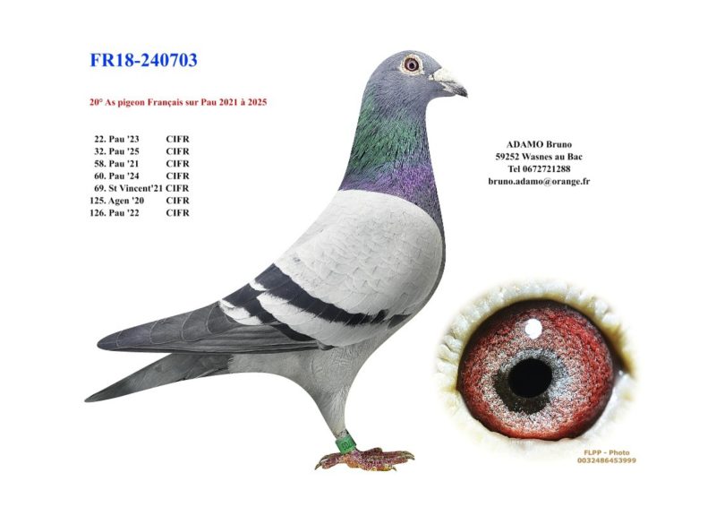 Adamo 18 240703 page 0001