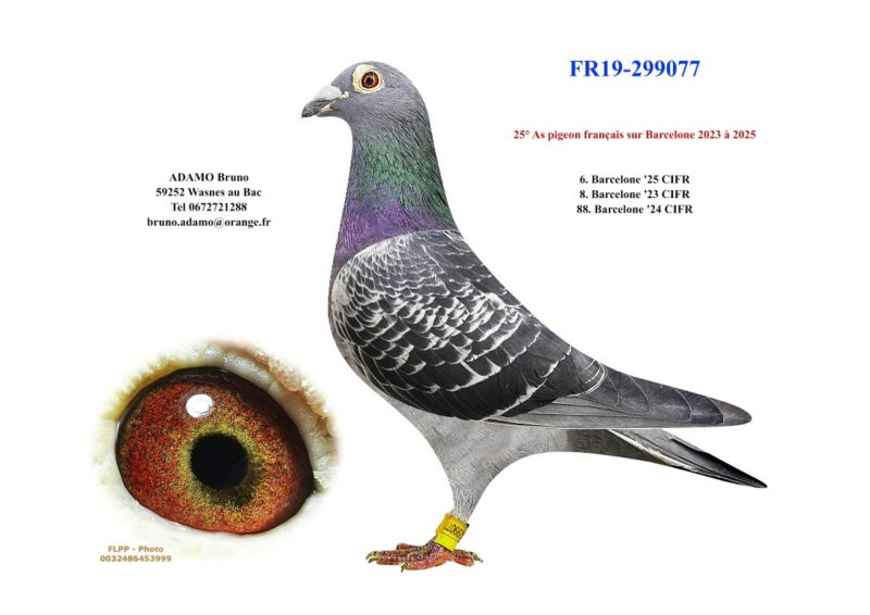 Adamo 19 299077 page 0001