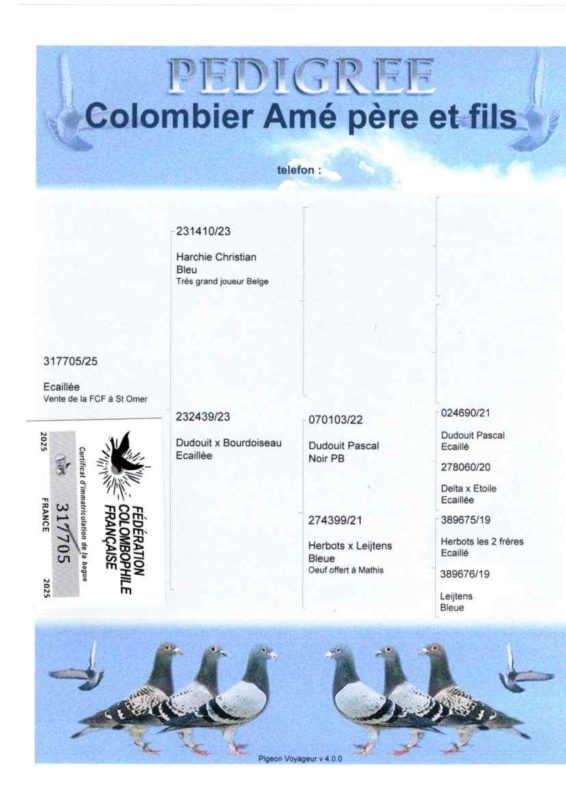 Amé fabrice et mathis pédigrée fcf