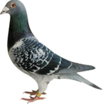 N° 24 : Freddy Basquin 59 Saint-Souplet