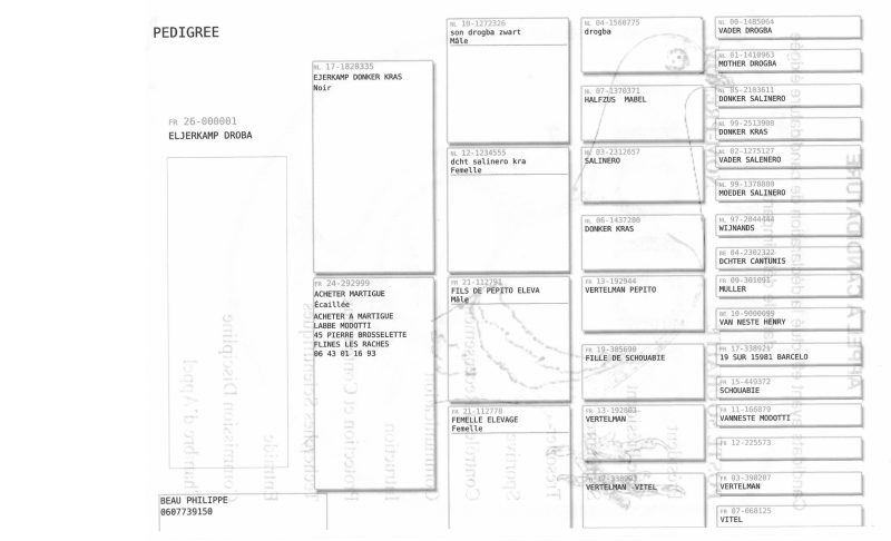 Beau philippe pedigrée2026