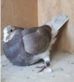 N° 17 : CERCLIER Alain