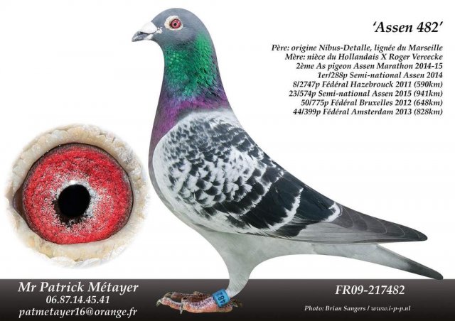 C data users defapps appdata internetexplorer temp saved images phoca thumb l assen 482 metayer patrick