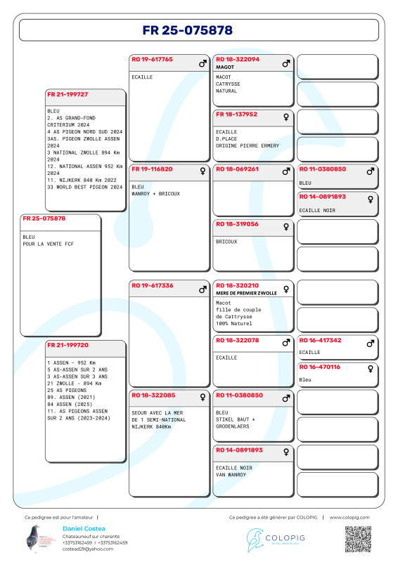 Costea daniel pedigree