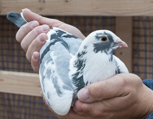 N° 11 : Deneux Frères de Abbeville