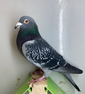 N° 11 : DV-2298-22-360 Mâle Bagué en 2024