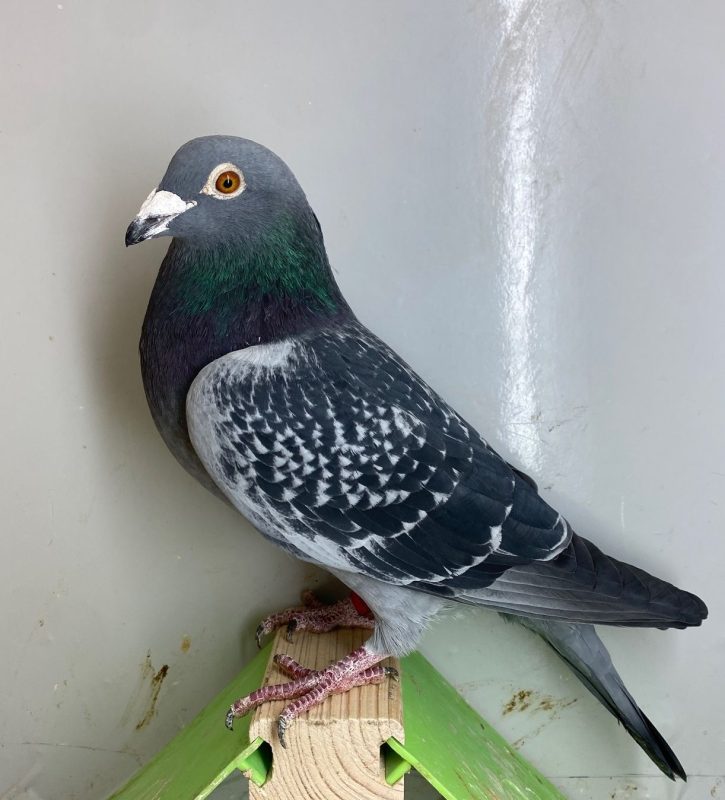 N° 11 : DV-2298-22-360 Mâle Bagué en 2024