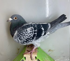 N° 12 : DV-2298-22-371 Mâle Bagué en 2024