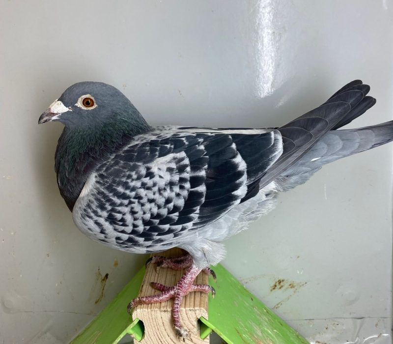 N° 12 : DV-2298-22-371 Mâle Bagué en 2024