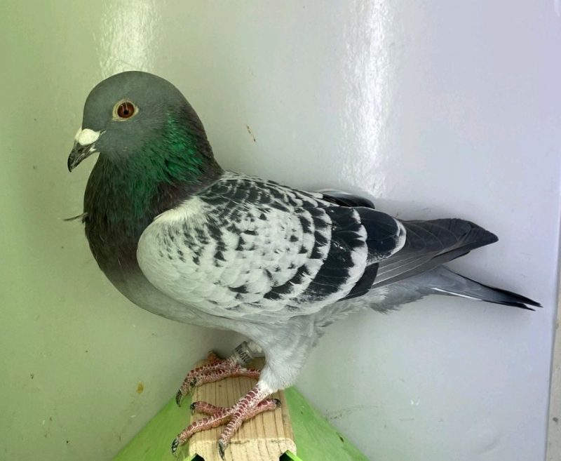 N° 6 : DV-7219-25-1084 – Mâle