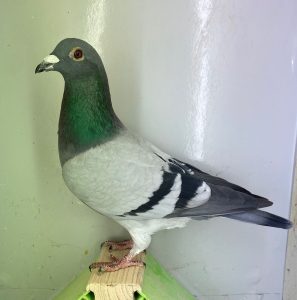 N° 1 : DV-7219-25-1085 Mâle