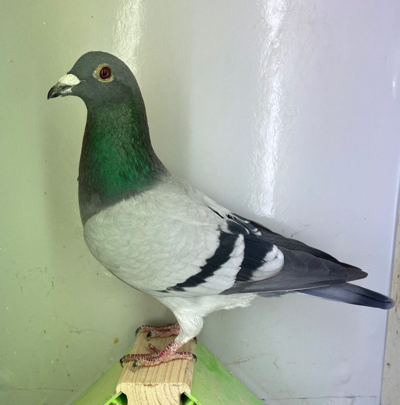 N° 1 : DV-7219-25-1085 Mâle