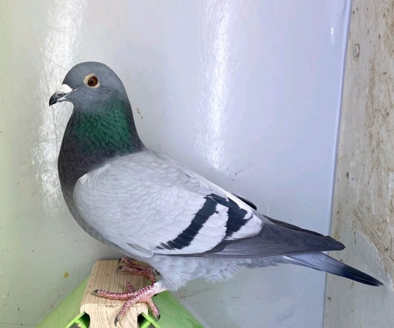 N° 8 : DV-7219-25-1087 – Femelle – Fille 2 AS Pigeons Perpignan 2018/2020