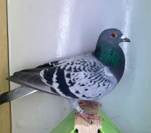 N° 2 : DV-7219-25-1090 Mâle – Fils de la 1 NAT Narbonne 2019