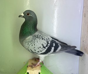 N° 5 : DV-7219-25-1099 Mâle