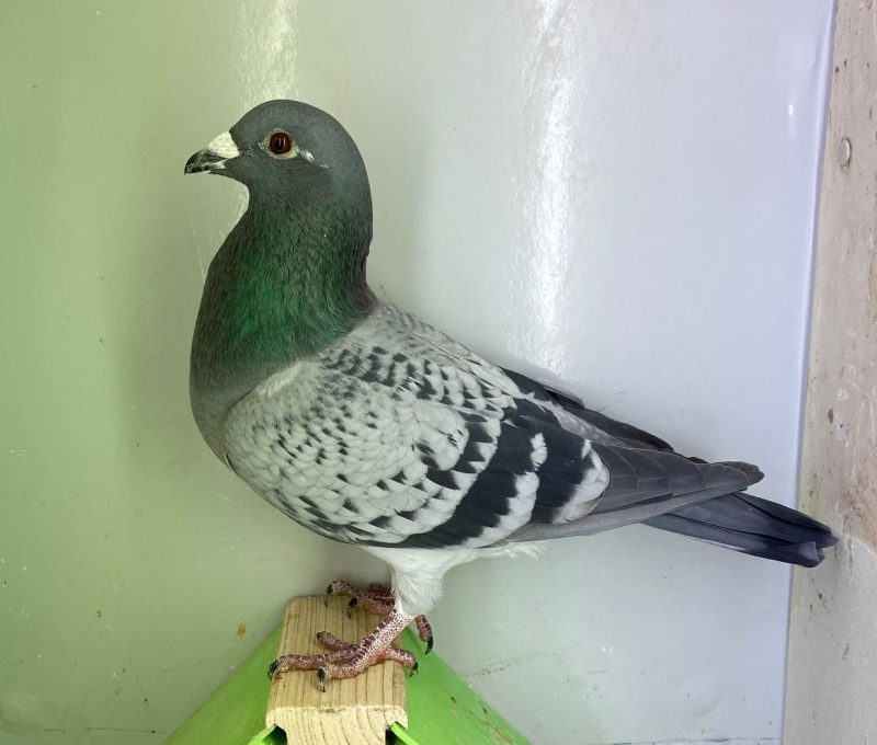 N° 5 : DV-7219-25-1099 Mâle