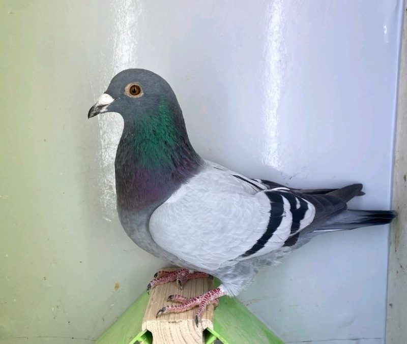 N° 10  : DV-7219-25-1102 – Mâle Fils Olympiavogel 2023