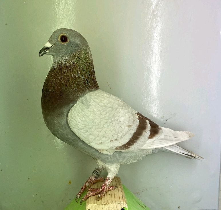 N° 5 : DV-7219-25-1104 – Femelle