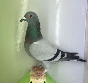 N° 6 : DV-7219-25-1106 Mâle