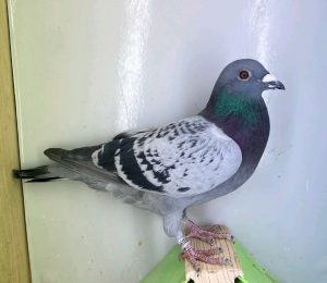 N° 4 : DV-7219-25-1114 – Mâle