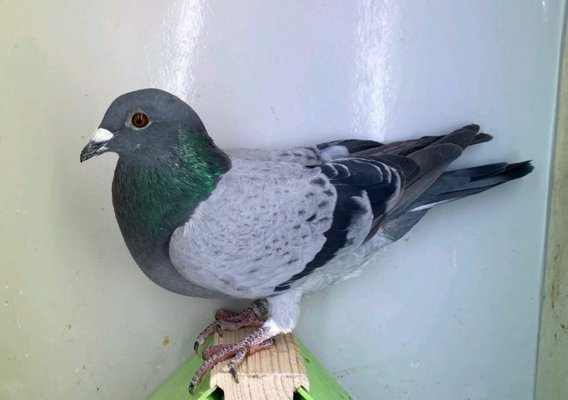 N° 3 : DV-7219-25-1116 Femelle – Petite fille 1 Olympiavogel 2023