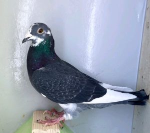 N° 11  : DV-7219-25-1242 – Mâle – Fils 2 INT Marseille 2020