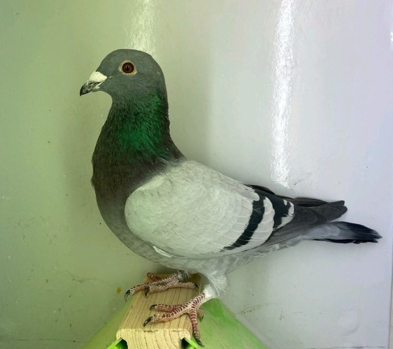 N° 12  : DV-7219-25-1243 – Mâle – Fils 2 AS Pigeons Perpignan 2018/2020