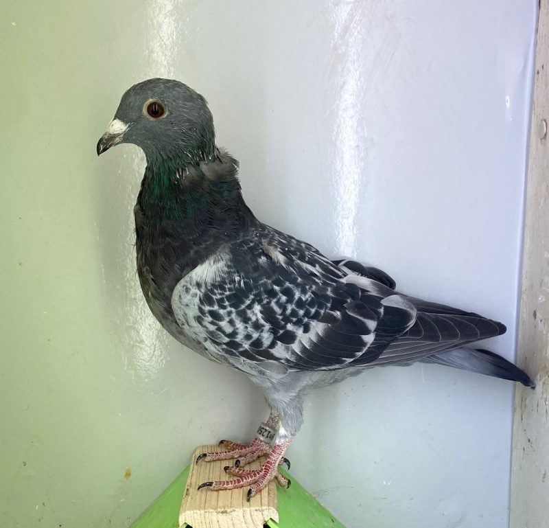 N° 10 : DV-7219-25-1250 Femelle