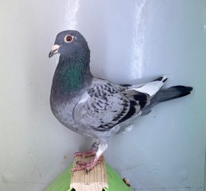 N° 8 : DV-7219-25-1251