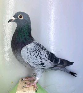 N° 7 : DV-7219-25-1257 – Mâle Fils 1 NAT Perpignan 2023