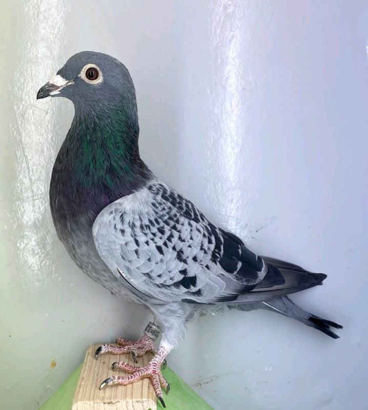 N° 7 : DV-7219-25-1257 – Mâle Fils 1 NAT Perpignan 2023