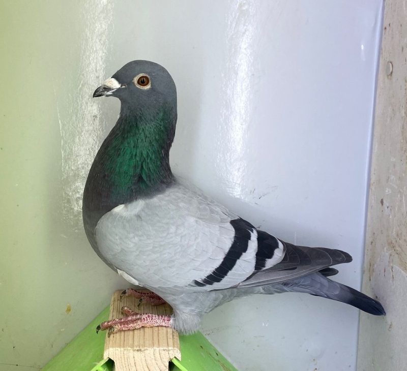 N° 3 : DV-7219-25-1258 Mâle