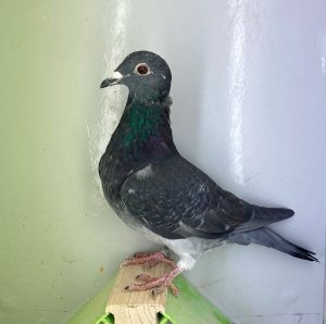 N° 2 : DV-7219-25-1261